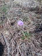 Imagem de Ipomoea ternifolia var. leptotoma (Torr.) J. A. Mc Donald