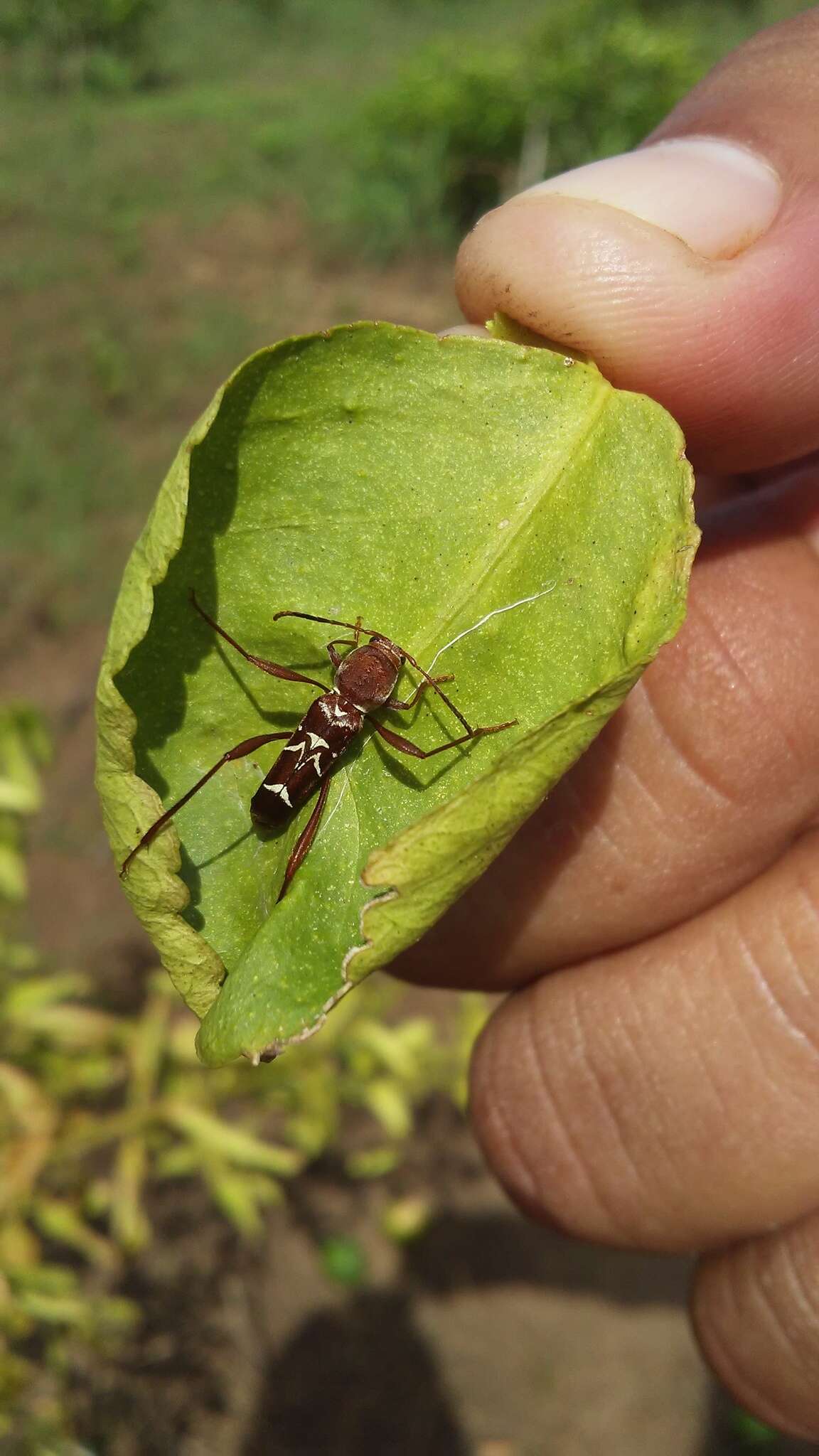 Image of Neoclytus cacicus (Chevrolat 1860)