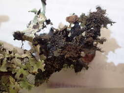 Image of Arnold's parmotrema lichen