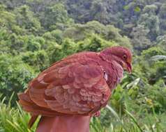 Image of Ruddy Quail-Dove