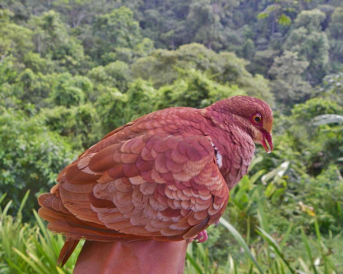 Image of Ruddy Quail-Dove