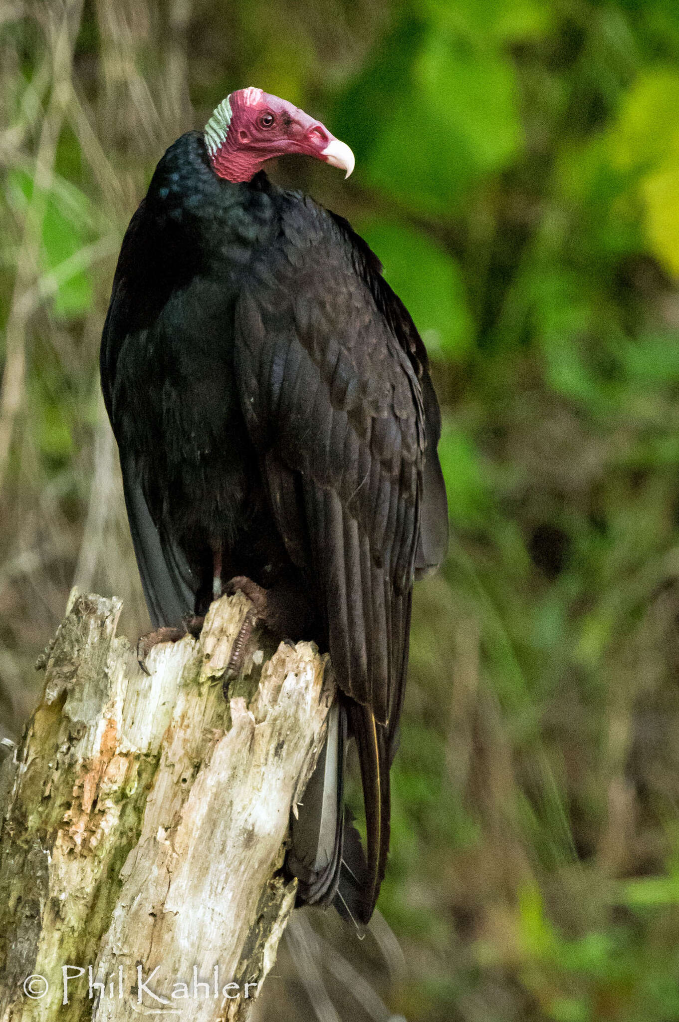 Plancia ëd Cathartes aura ruficollis Spix 1824