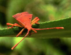 صورة Pseudotheraptus wayi Brown 1955