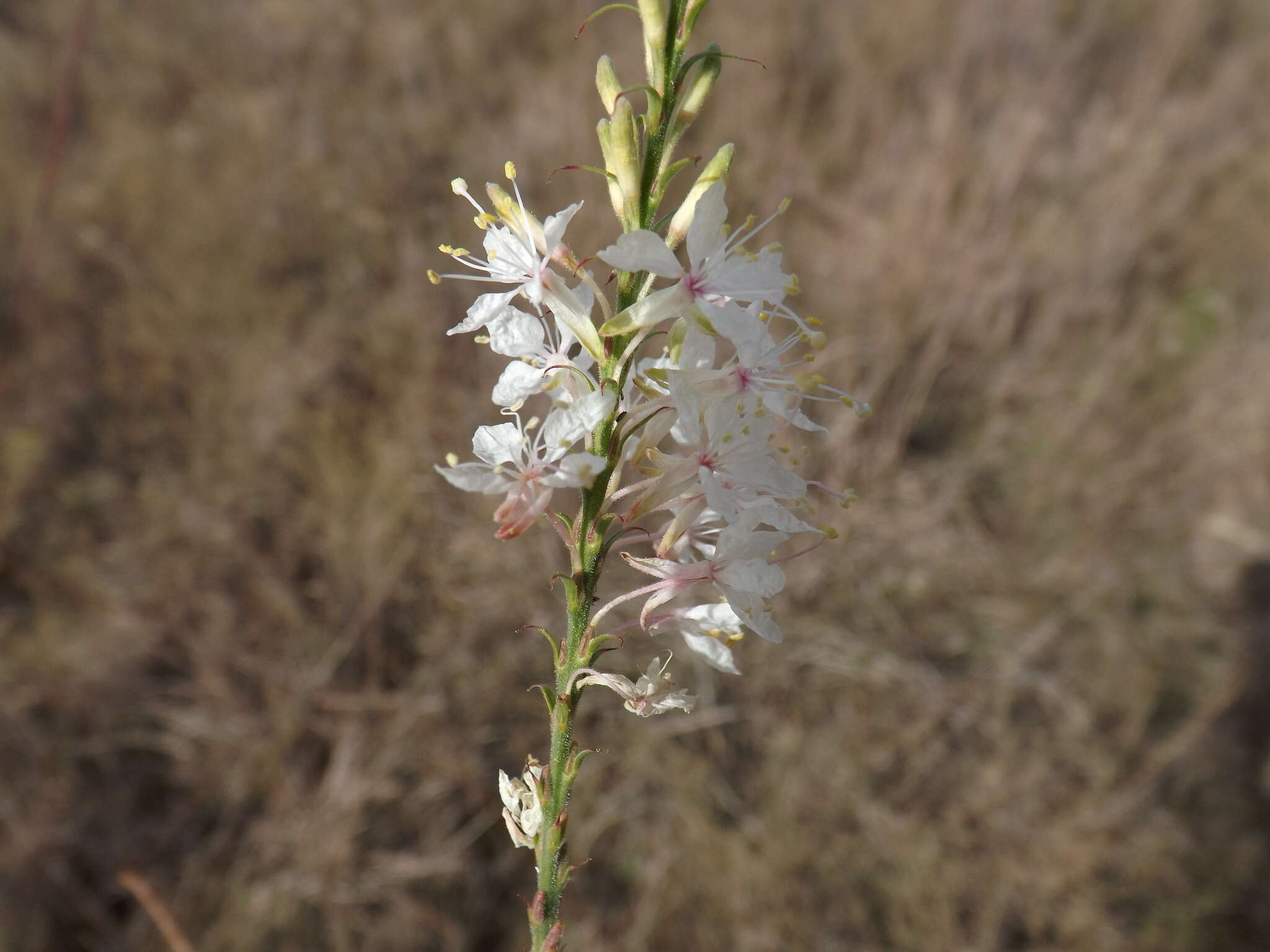 Image of false gaura