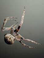 Image of Gray Cross Spider