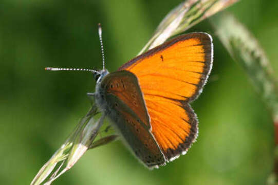 Image of <i>Lycaena hippothoe eurydame</i>