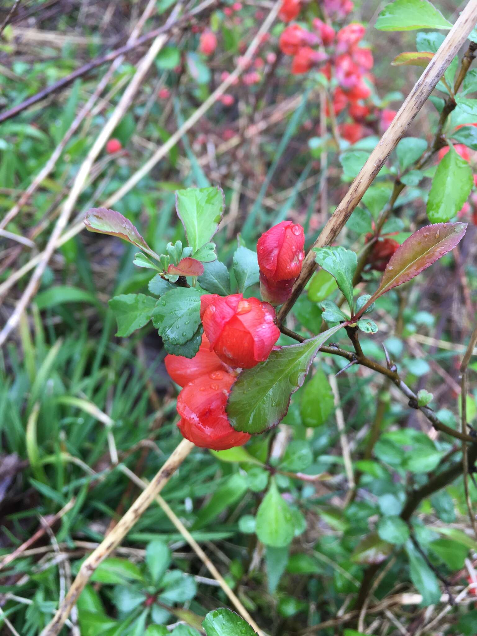 Chaenomeles Lindl.的圖片