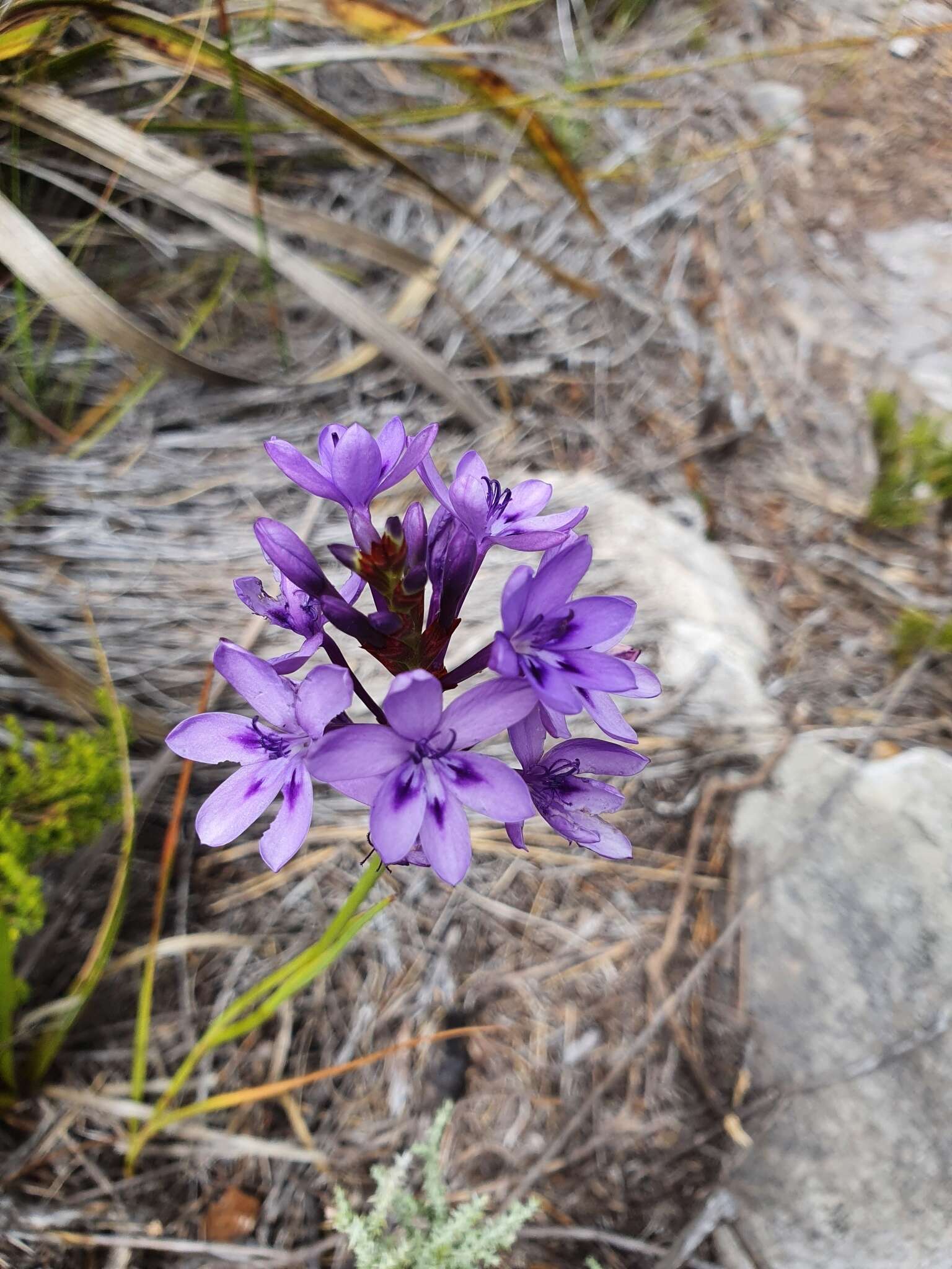 Image of Thereianthus spicatus (L.) G. J. Lewis