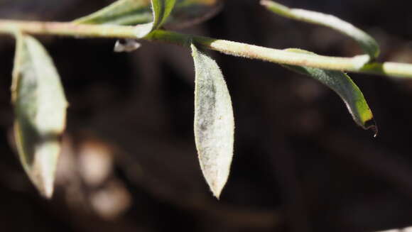 Imagem de Dieteria asteroides var. lagunensis (D. D. Keck) D. R. Morgan & R. L. Hartman