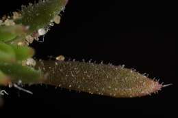 Image of spreading pygmyleaf