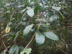 Image of Ficus coronata de Spin