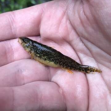 Image of Redline Darter