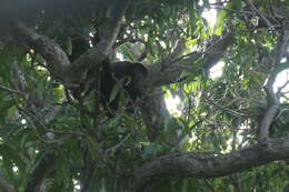 Image of Alouatta palliata palliata (Gray 1849)