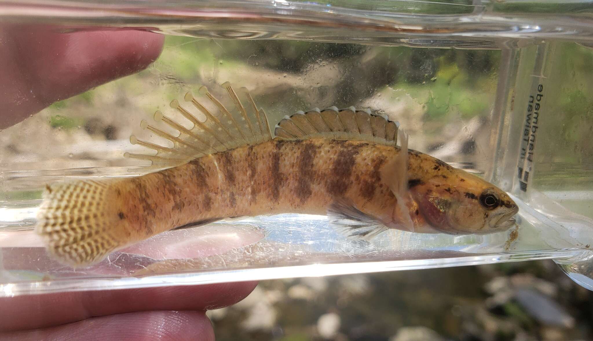 Image of Guardian darter