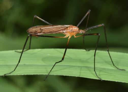 Image of Hexatoma (Eriocera) aurata (Doane 1900)