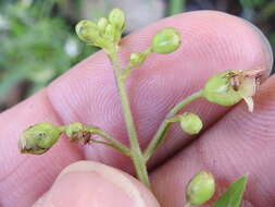 Scrophularia parviflora Wooton & Standley resmi