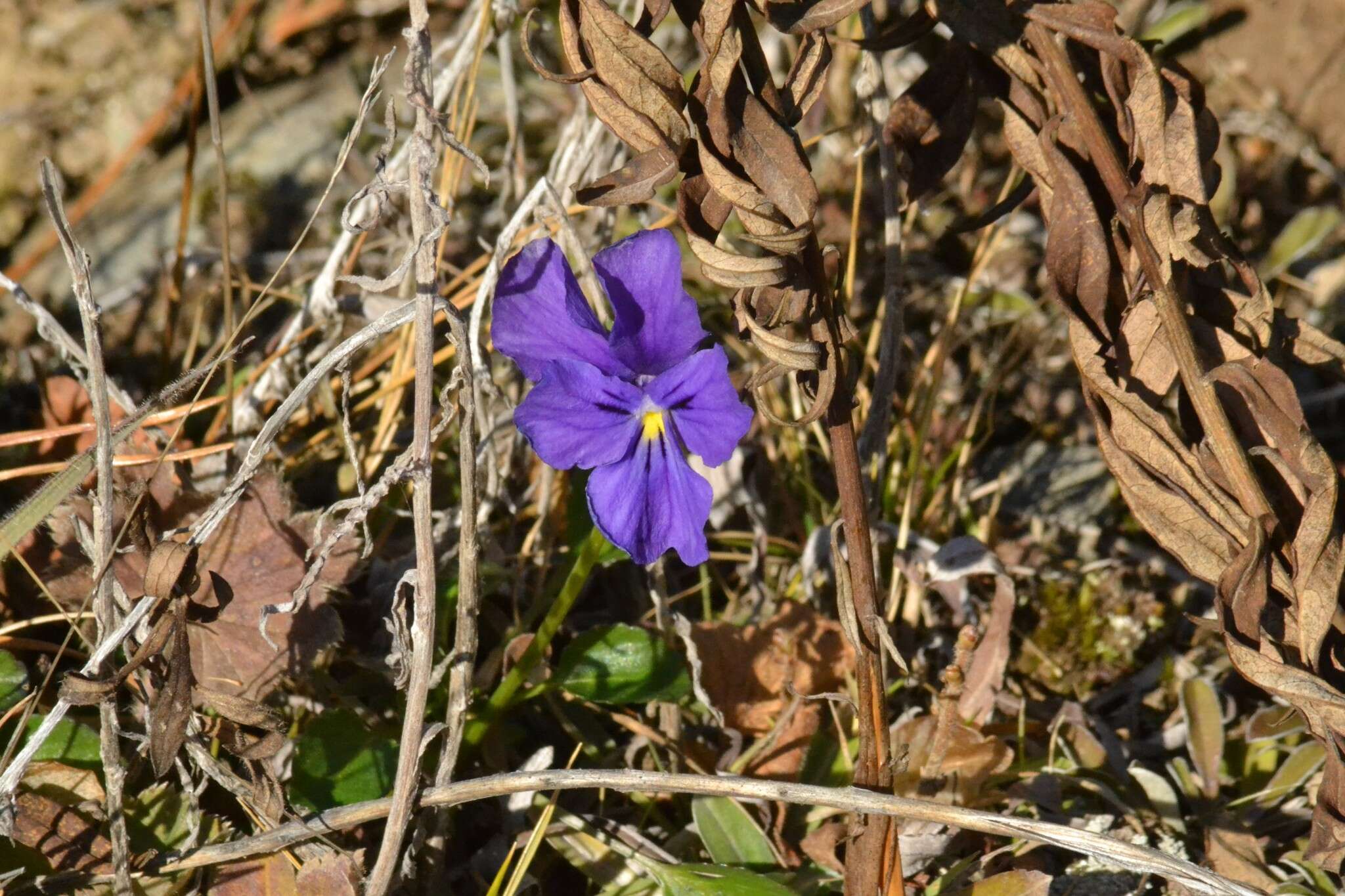 Image of Viola altaica Ker-Gawl.