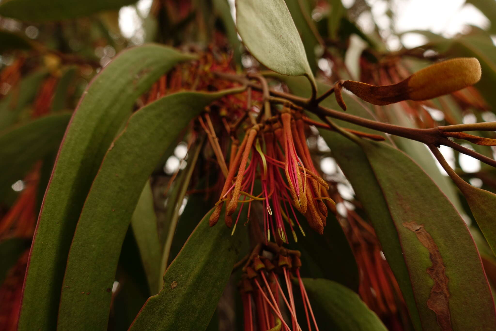 Imagem de Amyema pendula subsp. pendula