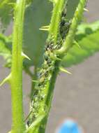 Image of Aphid