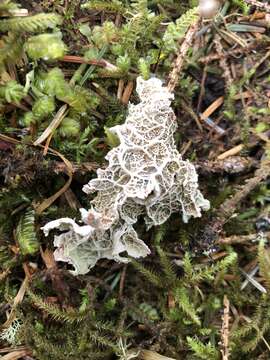 Image of ragged lichen