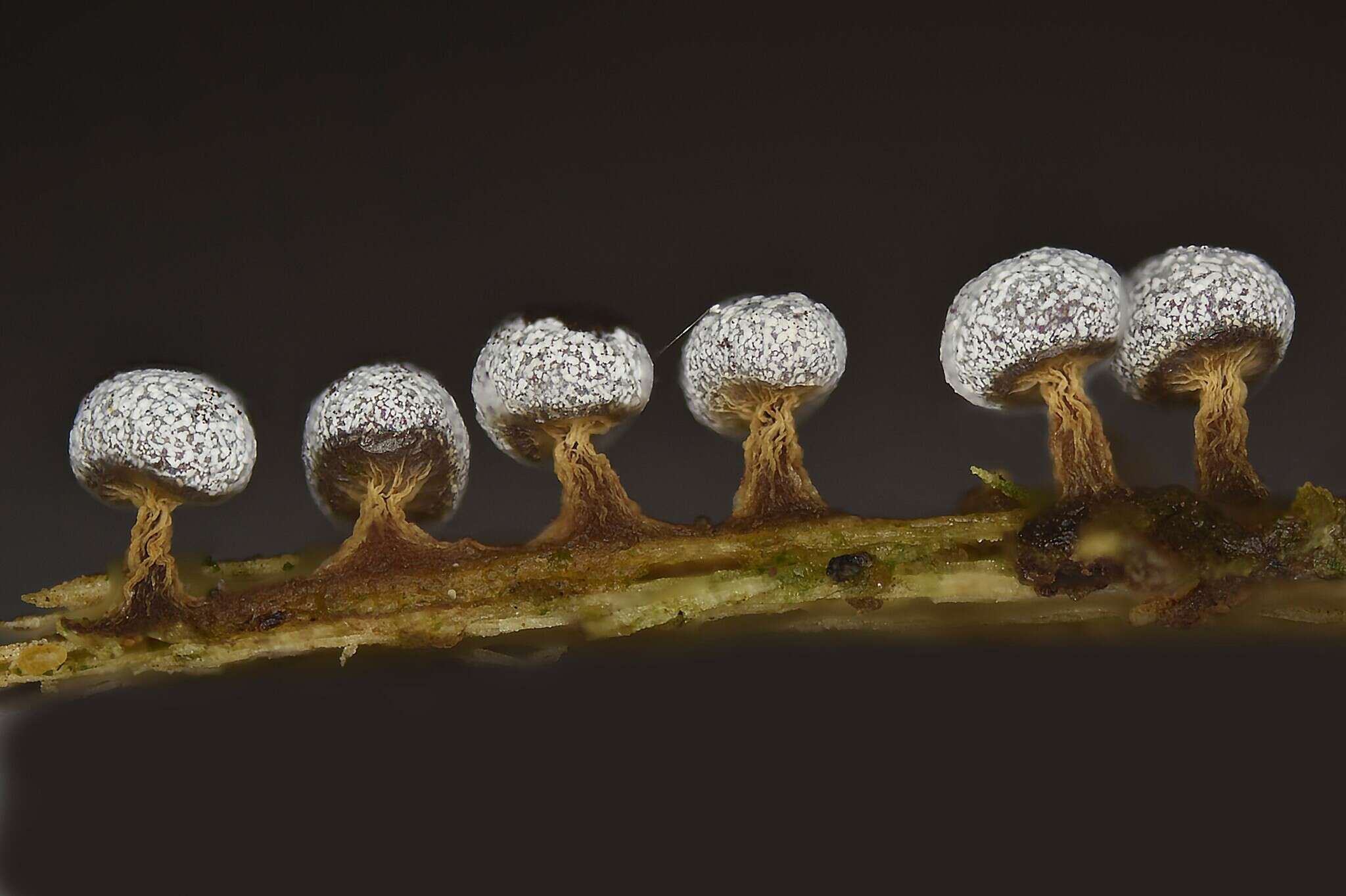 Image of Physarum leucophaeum