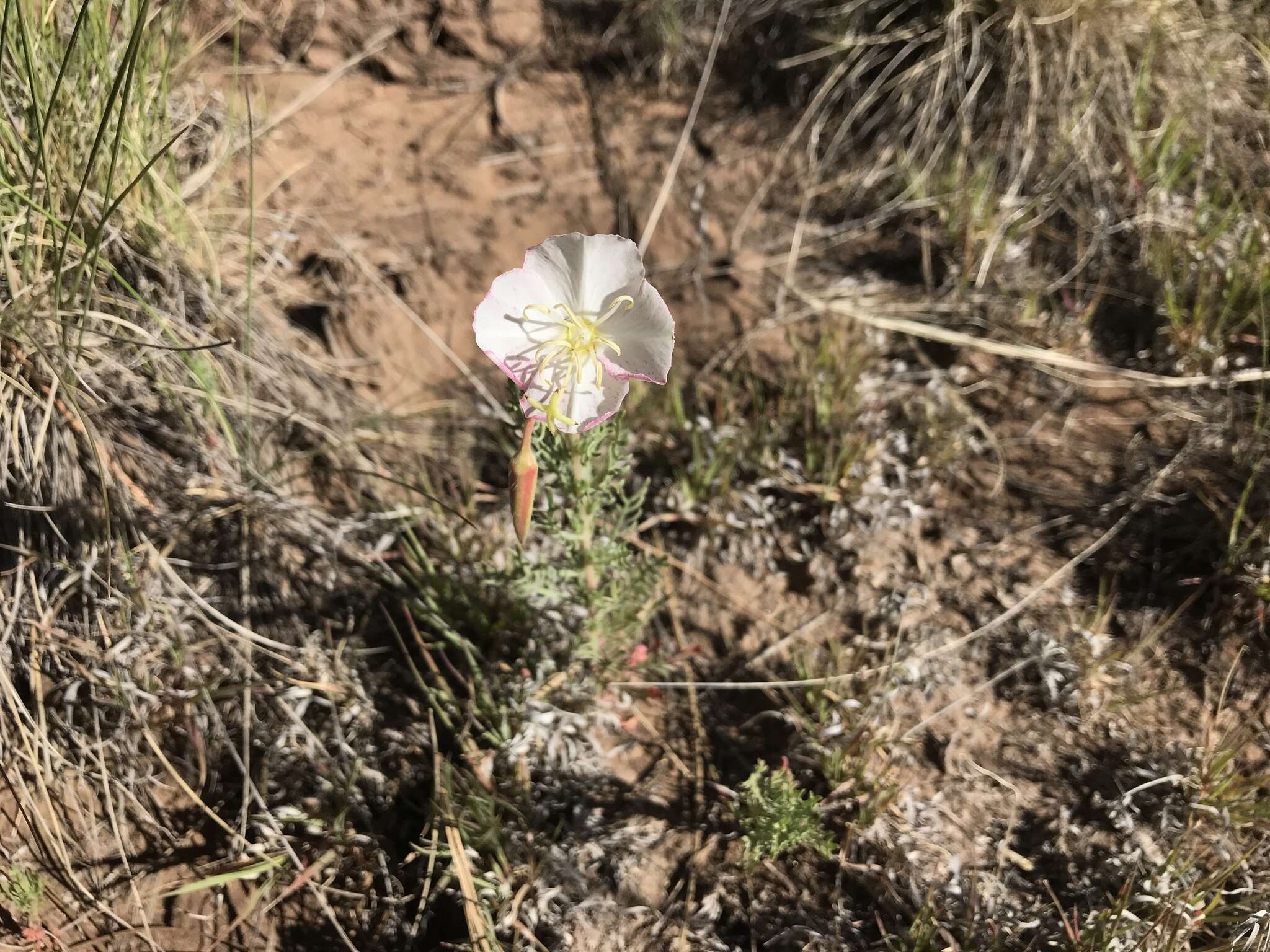 Image of crownleaf evening primrose