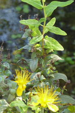 Image of Hypericum hircinum L.