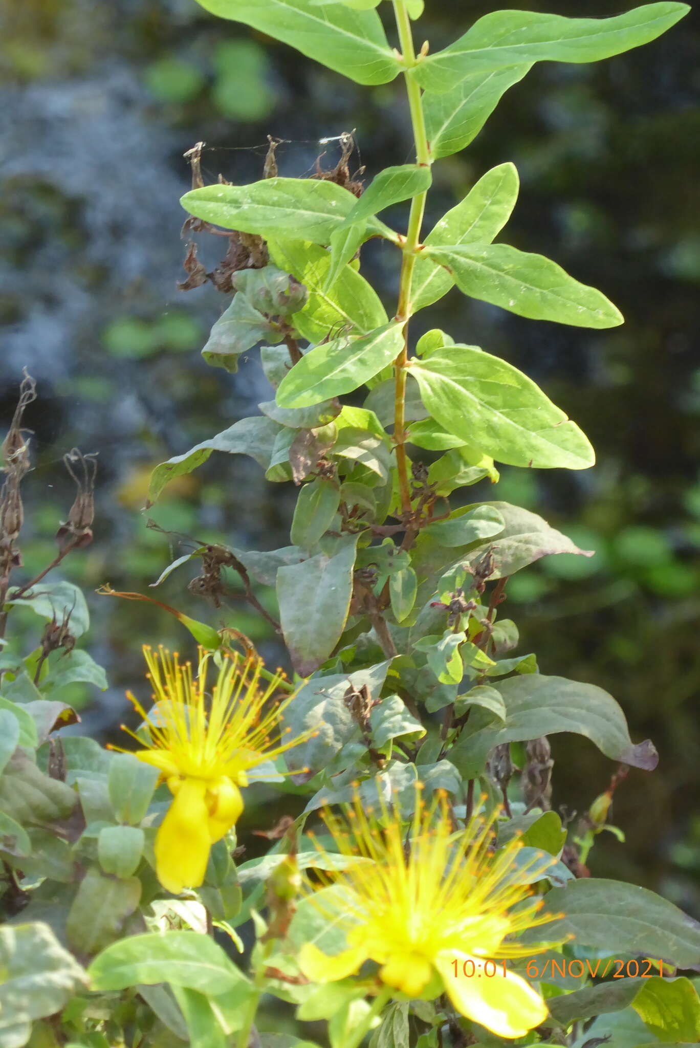 Image of Hypericum hircinum L.