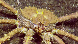 Image of golden king crab