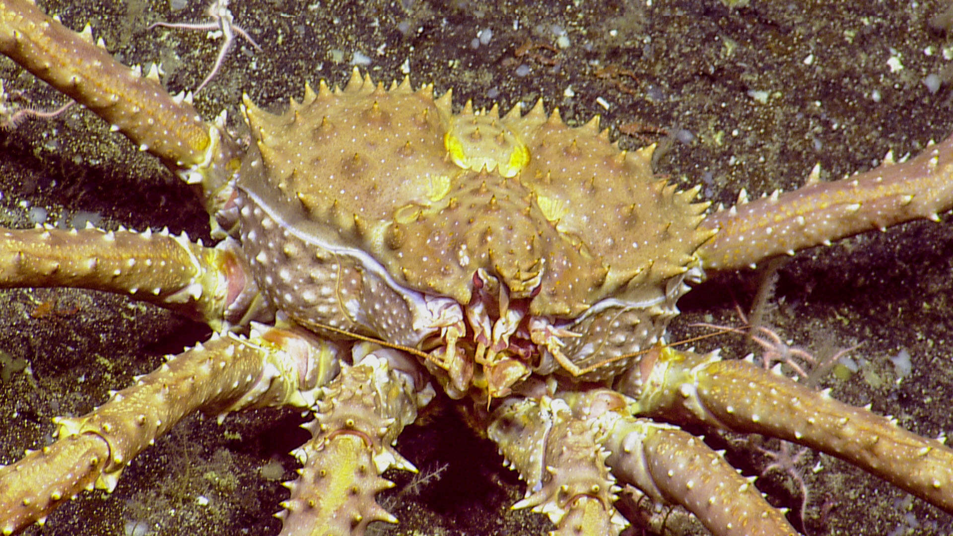 Image of golden king crab