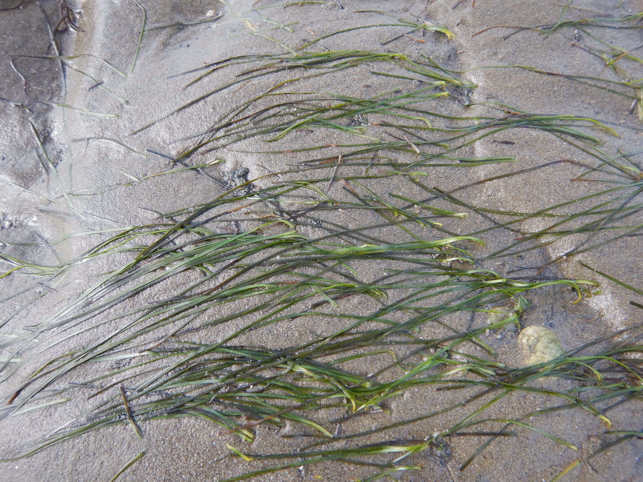 Image of Zostera noltii Hornem.