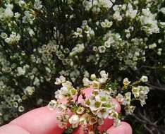 Image of Diosma aspalathoides Lam.