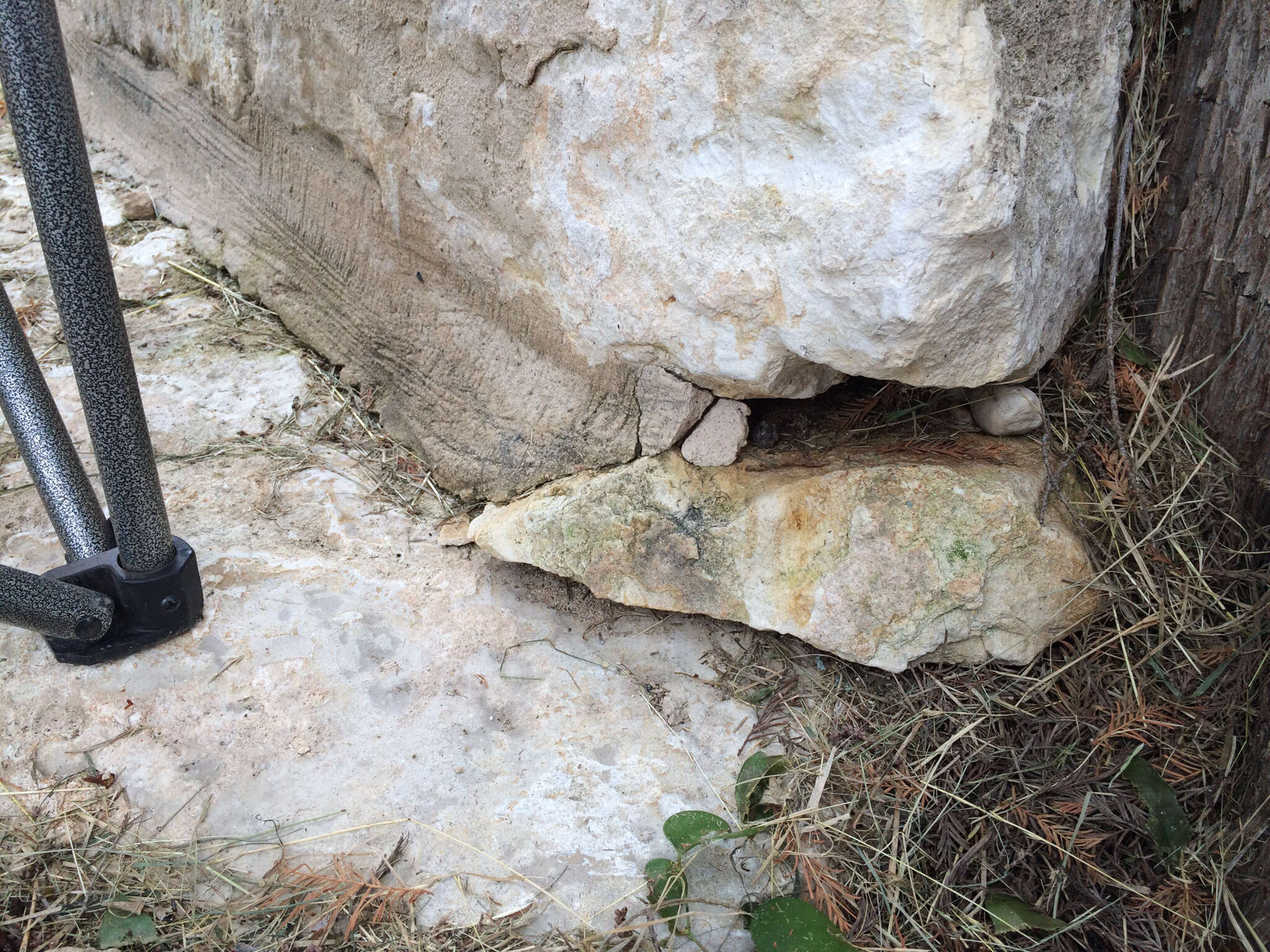 Image of Texas Coral Snake