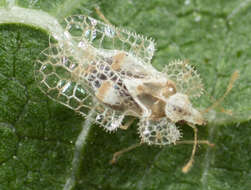 Image of Cotton lace bug