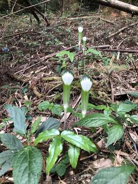 Image of Arisaema penicillatum N. E. Br.