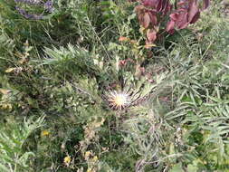 Imagem de Carlina acanthifolia subsp. utzka (Hacq.) H. Meusel & A. Kästner