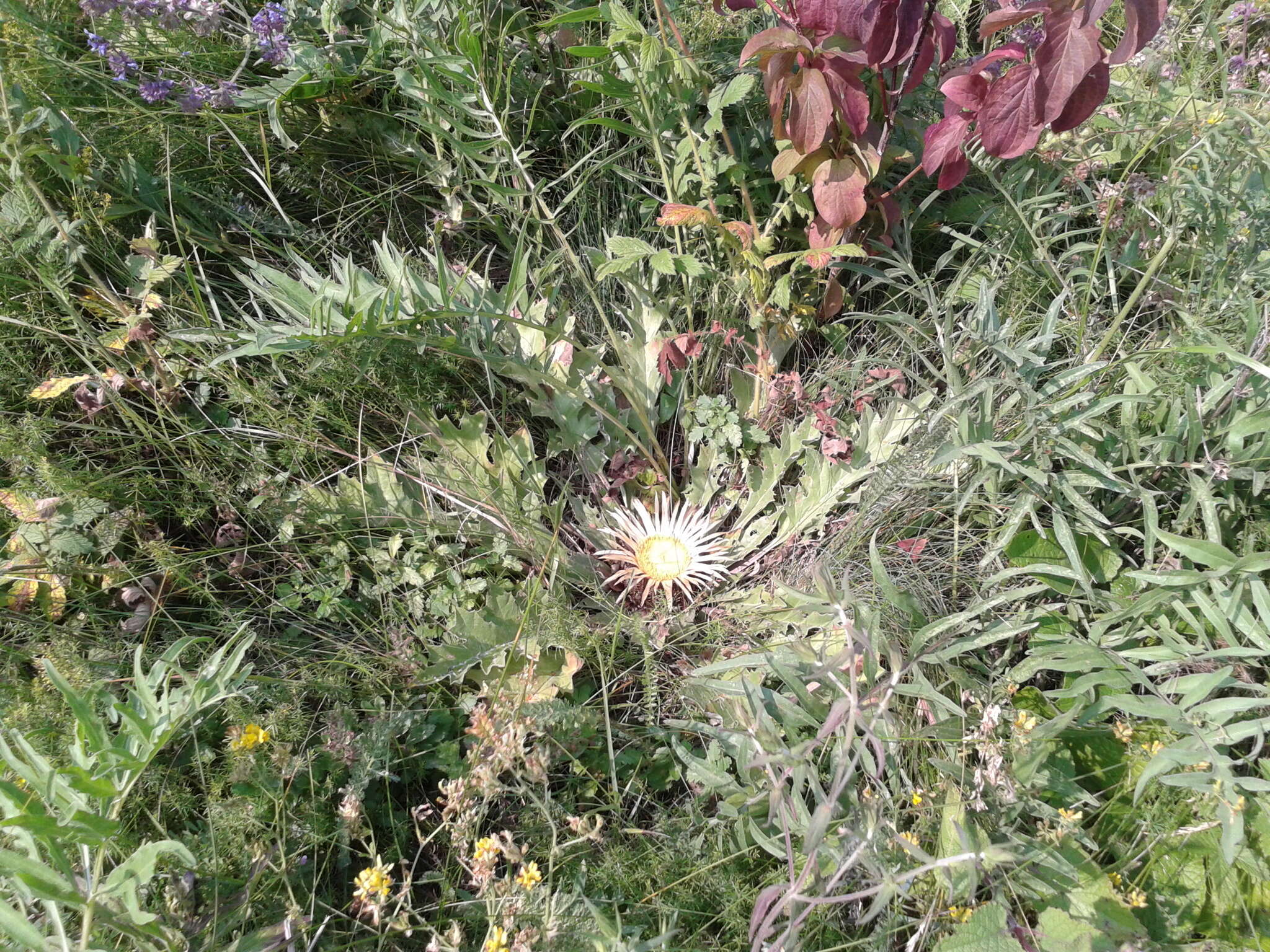 Image of Carlina acanthifolia subsp. utzka (Hacq.) H. Meusel & A. Kästner