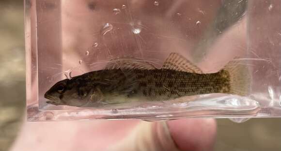 Image of Greenfin darter