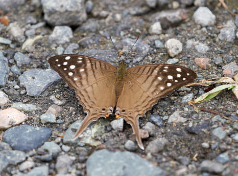Image of Dappled Daggerwing