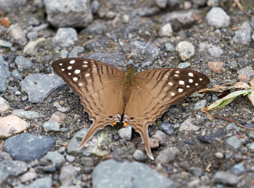 Image of Dappled Daggerwing