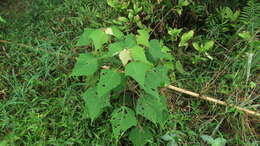 Plancia ëd Mallotus paniculatus (Lam.) Müll. Arg.