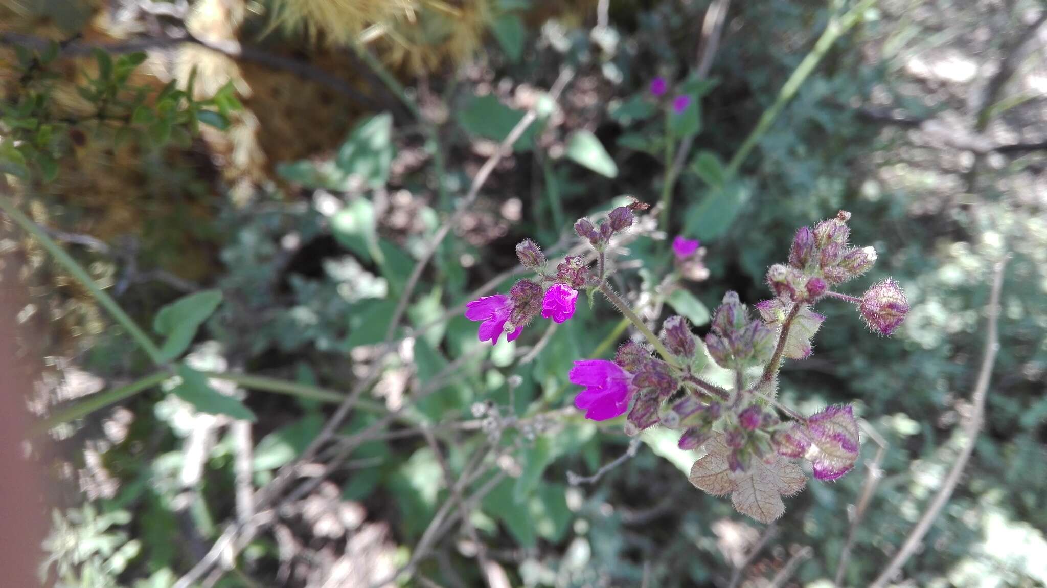 Imagem de Mirabilis glabrifolia (Ortega) I. M. Johnston