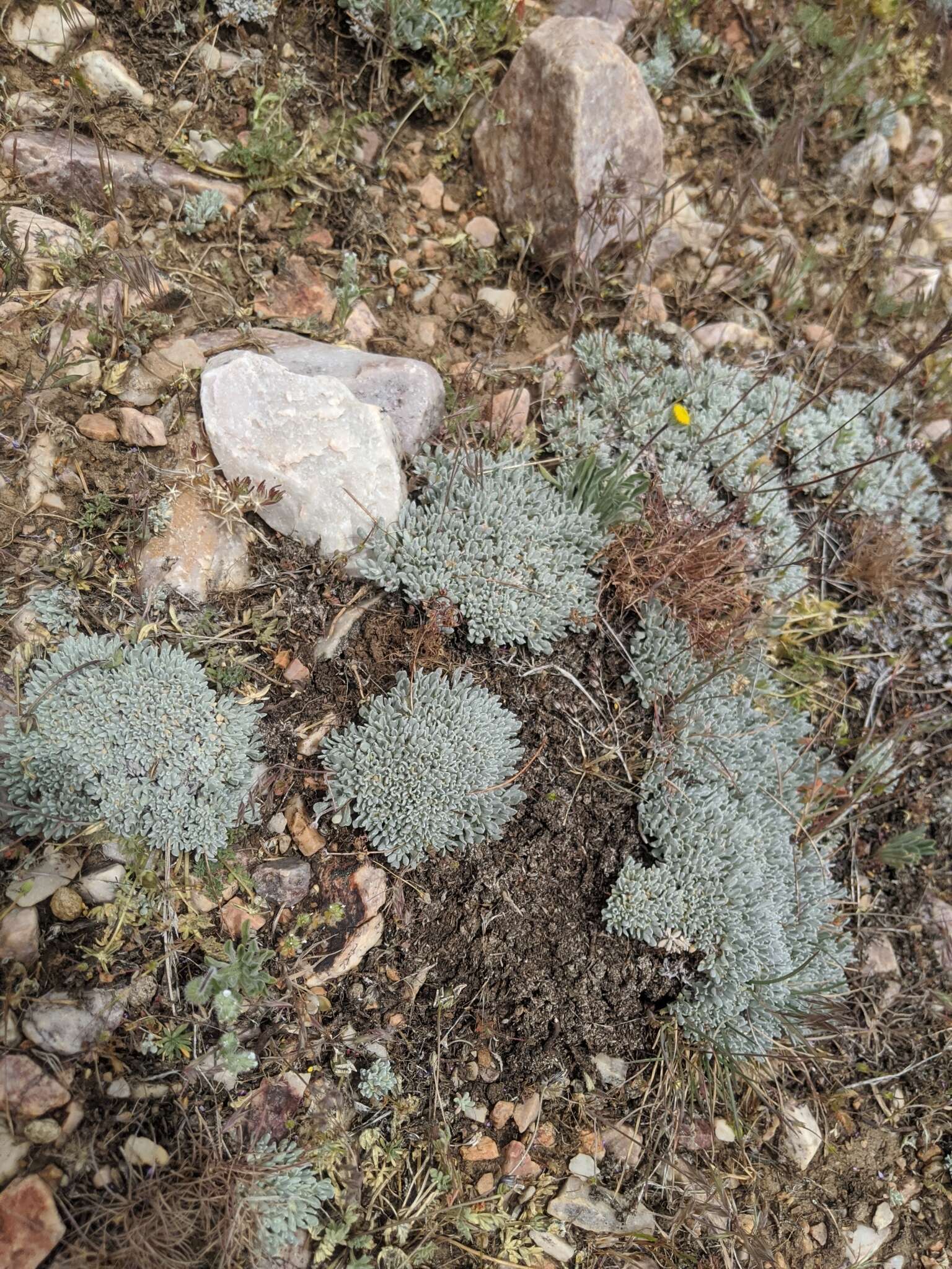 Image of Southern mountain wild-buckwheat