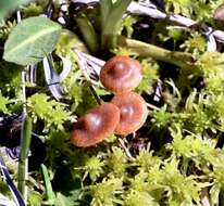 Image of Galerina tibiicystis (G. F. Atk.) Kühner 1935