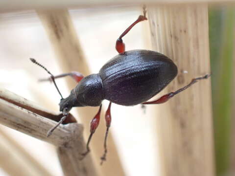 Otiorhynchus (Zadrehus) atroapterus (De Geer 1775) resmi