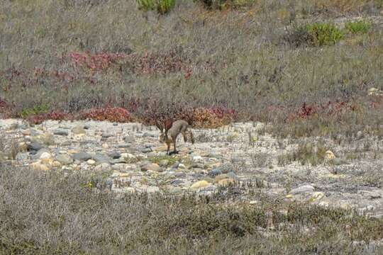 Image of Lepus californicus bennettii Gray 1843