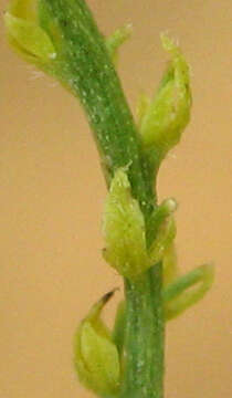 صورة Plukenetia africana Sond.