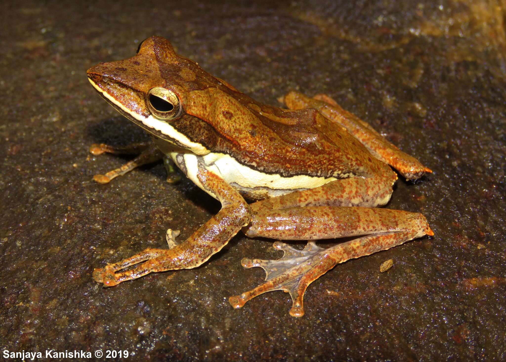 Image of Taruga fastigo (Manamendra-Arachchi & Pethiyagoda 2001)