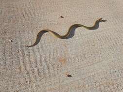 Image of Ringed Brown Snake