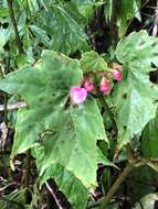 Image of Begonia formosana (Hayata) Masam.